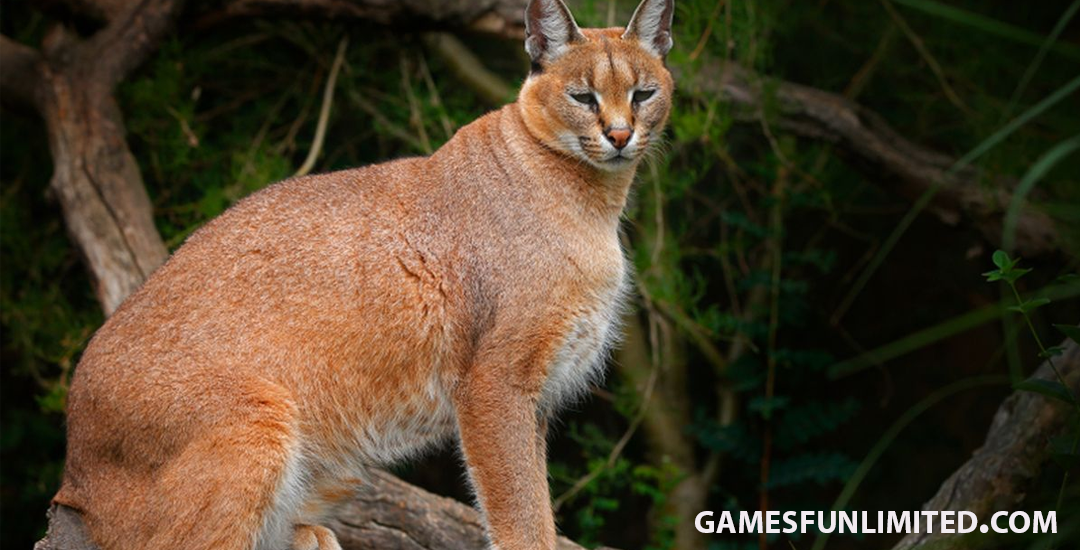 Kucing caracal
